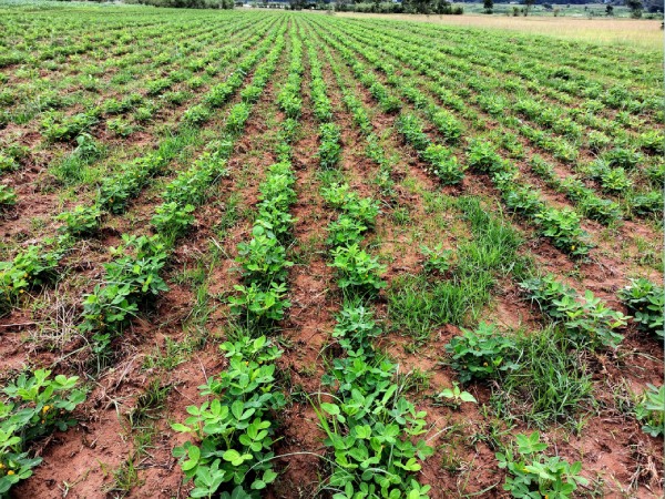 The CDP-MLIP Programme